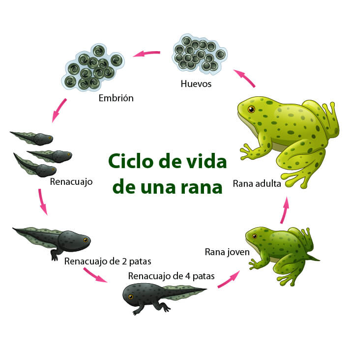 Cómo influyen las plantas y animales en mi comunidad