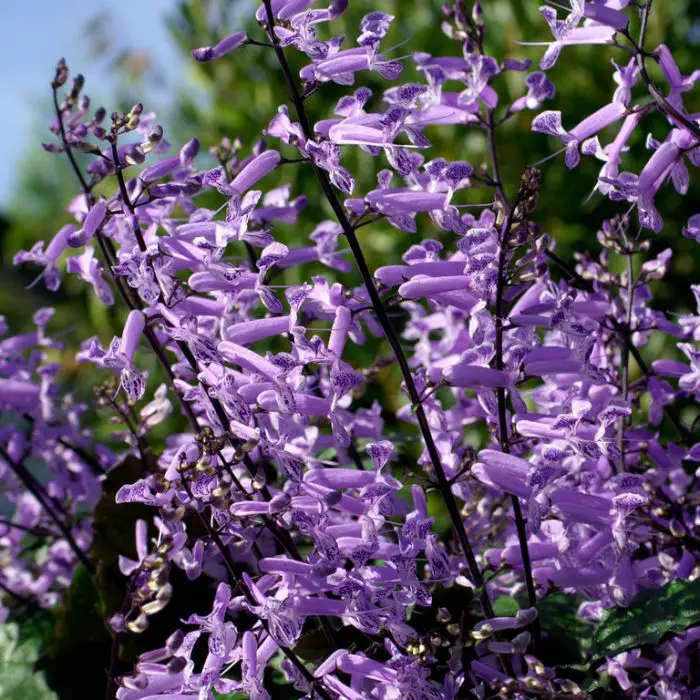 Cómo lograr la reproducción efectiva de la planta Mona Lisa morada