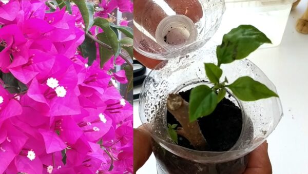 Cómo plantar una bugambilia en el suelo de manera efectiva