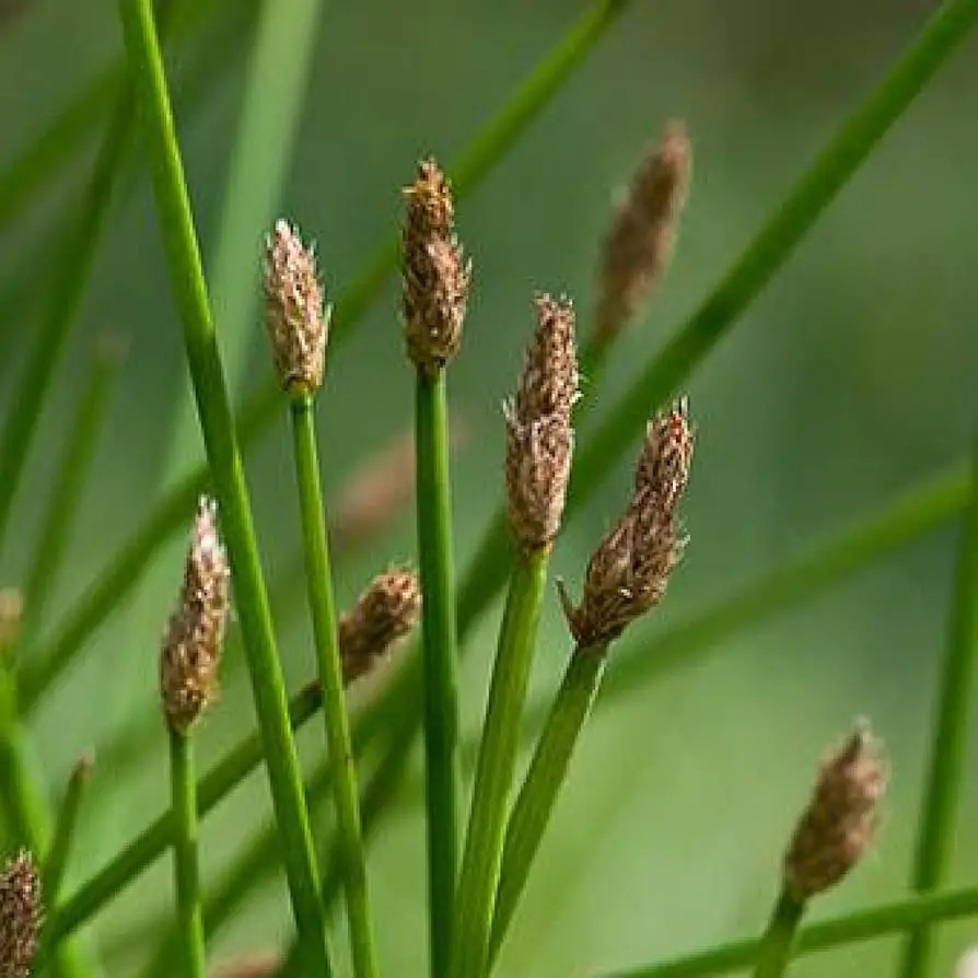 Cuál es la planta herbácea ideal para estanques