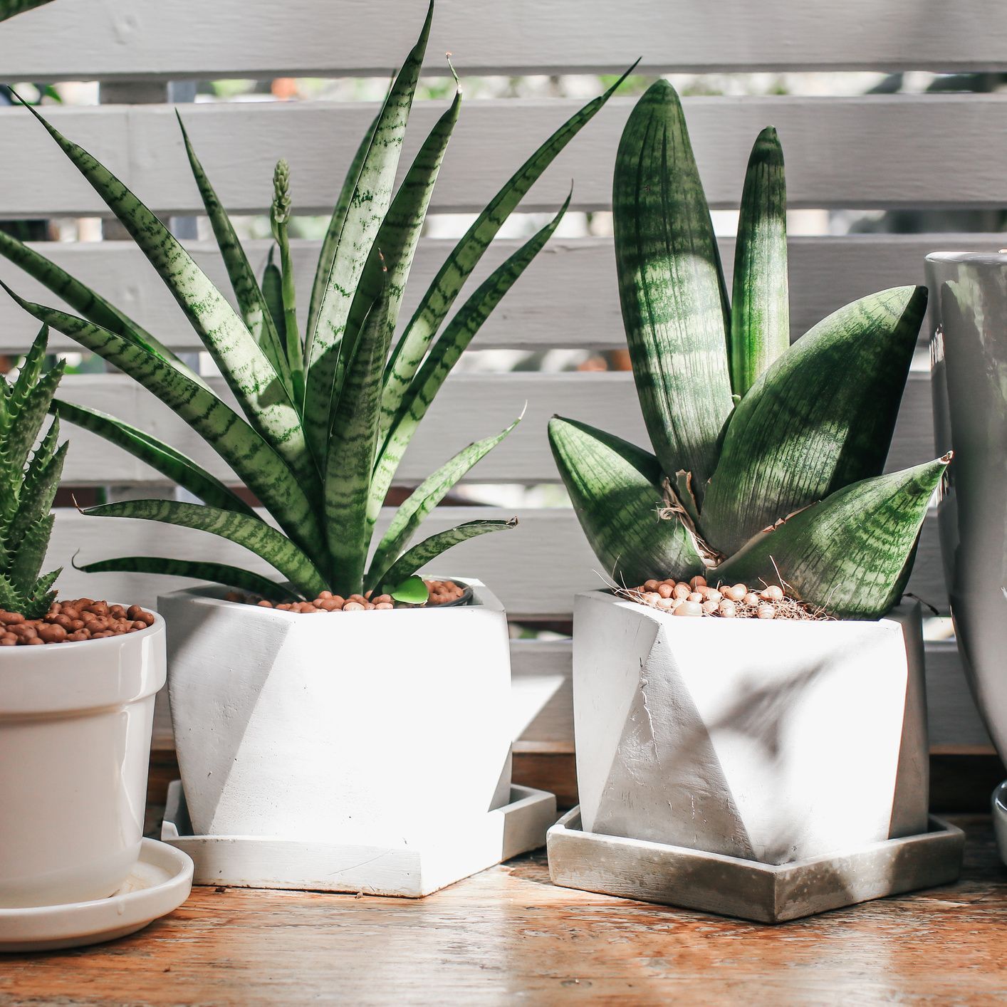 Cuáles son las 9 plantas que atraen energía positiva a tu hogar