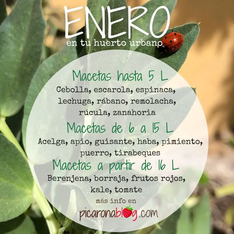 Cuáles son las plantas más adecuadas para el mes de enero