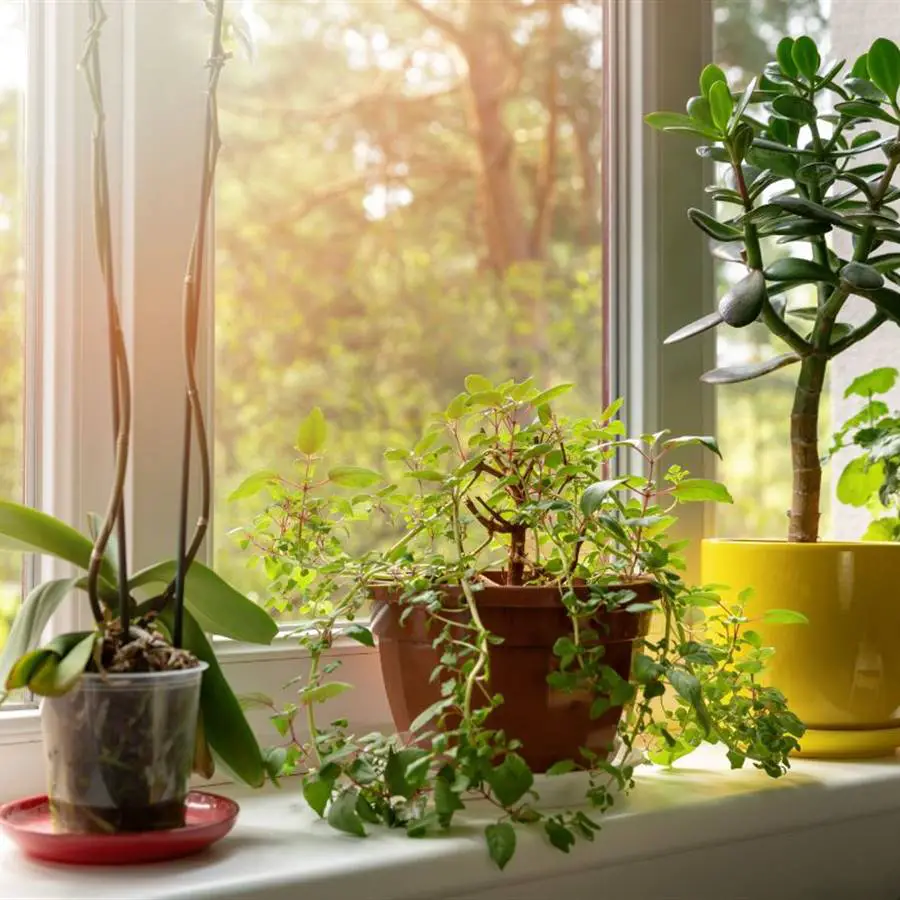 Cuáles son las plantas que traen buena suerte y dinero