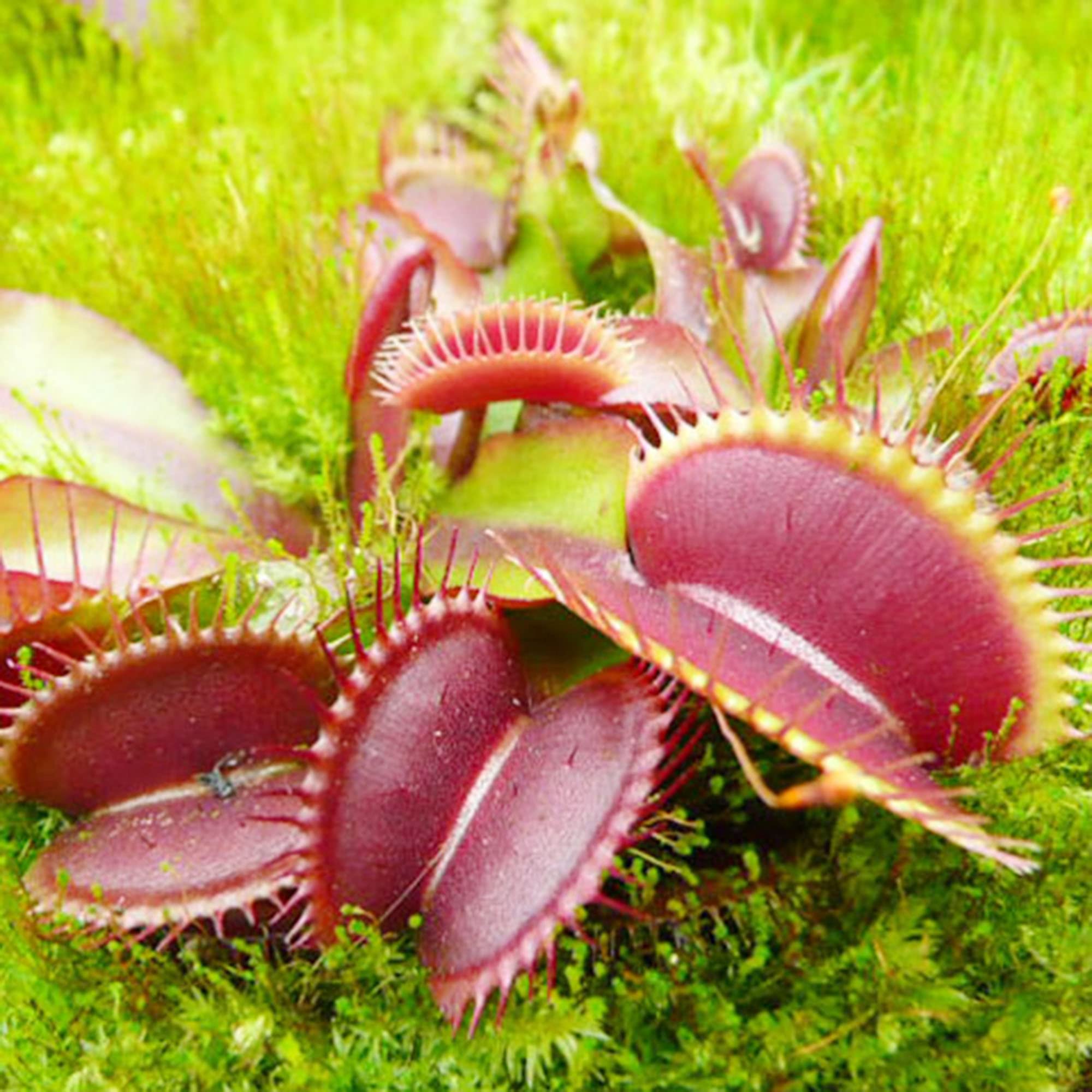 Cuánto cuesta una planta carnívora y cómo elegir la mejor opción