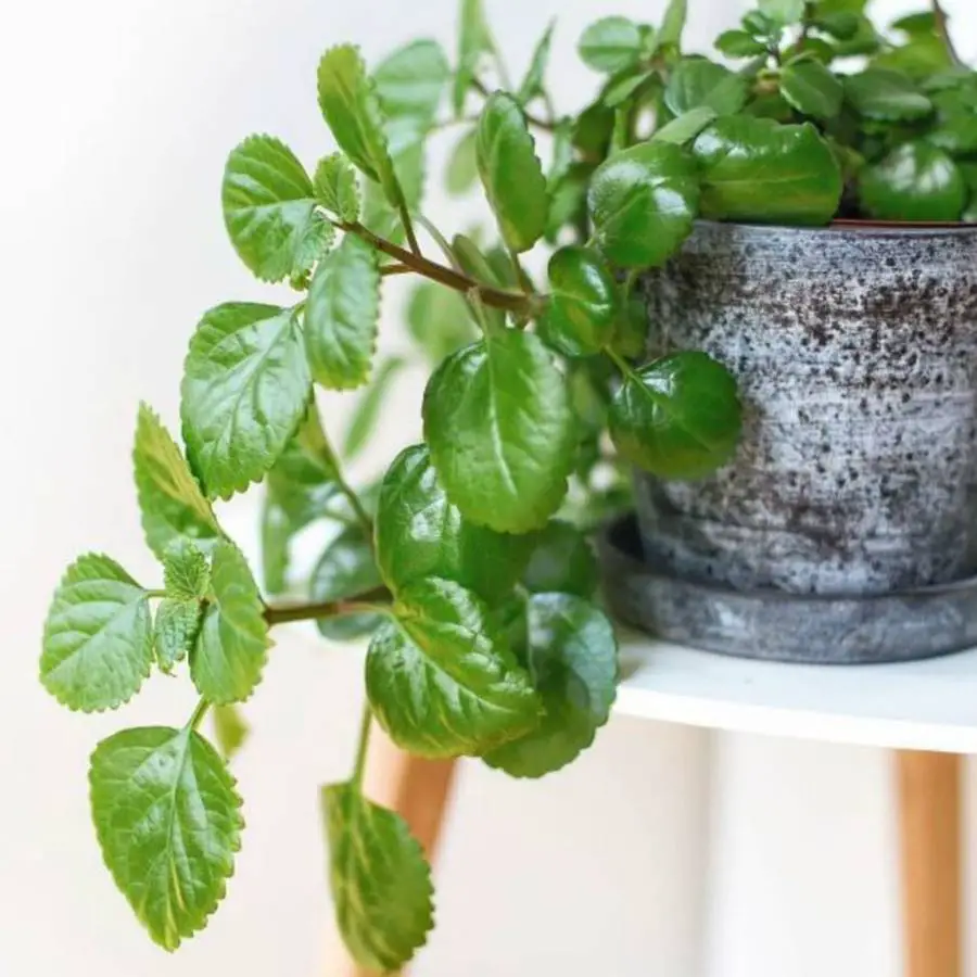 Dónde colocar la planta del dinero según el Feng Shui