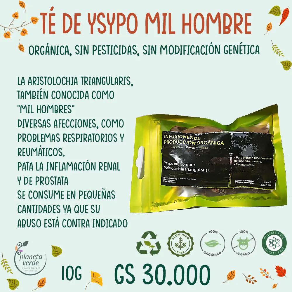 Para qué sirve realmente la planta Mil Hombres y cuáles son sus beneficios