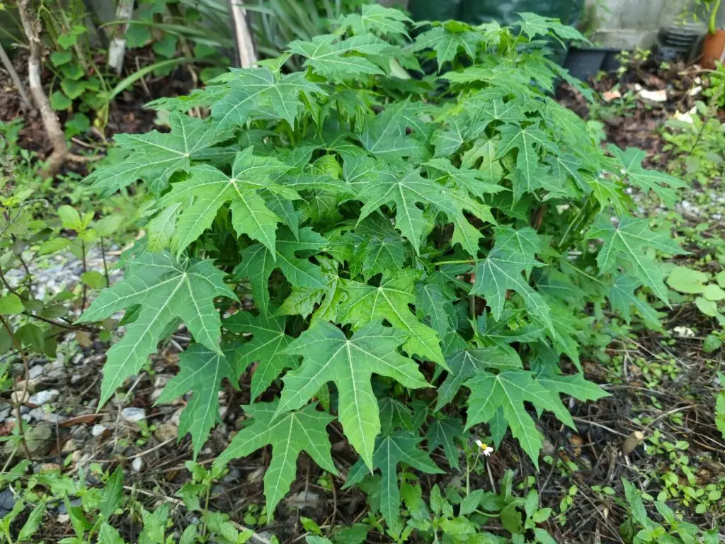 planta chaya