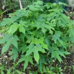 planta chaya