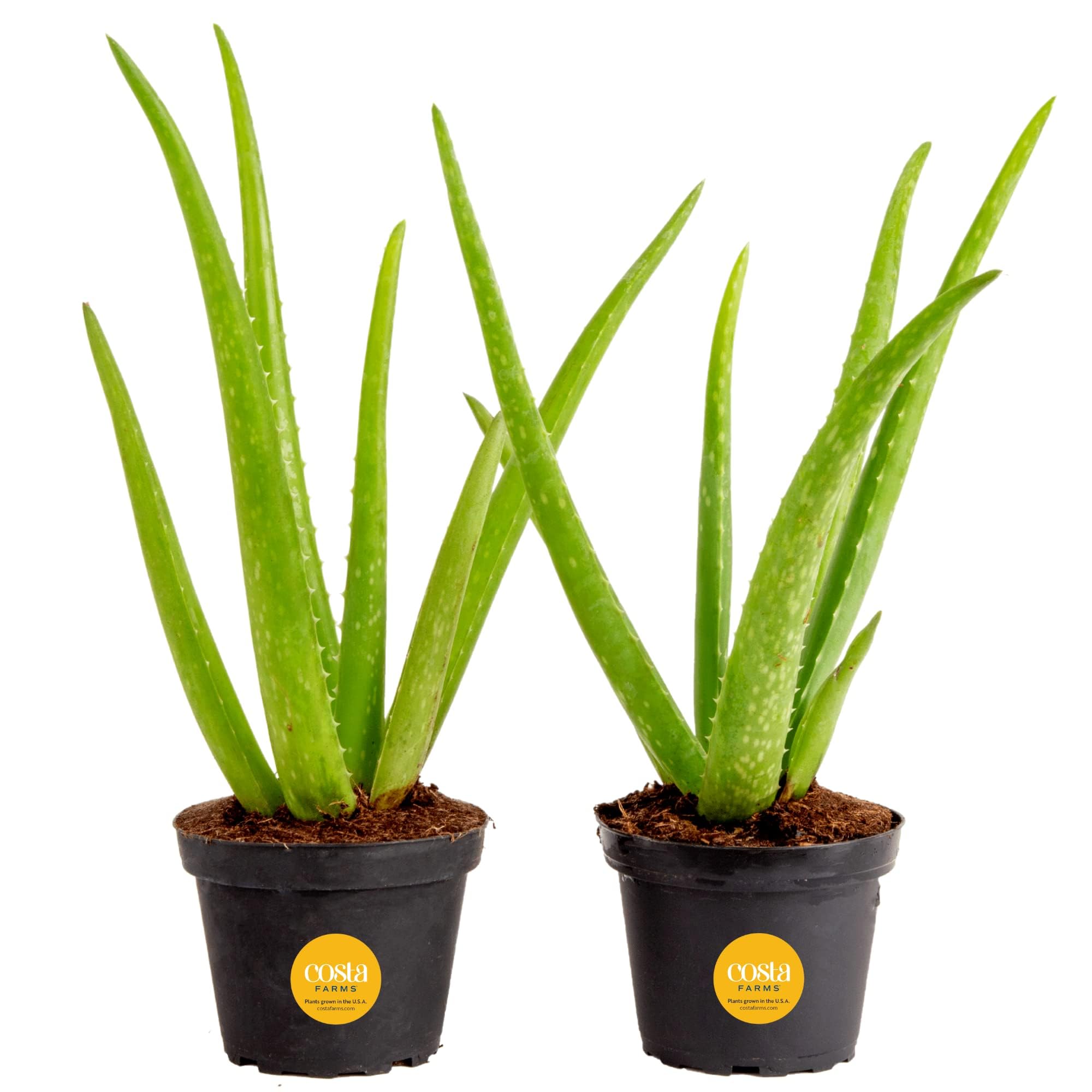 Por qué comprar una planta de aloe vera para tu hogar