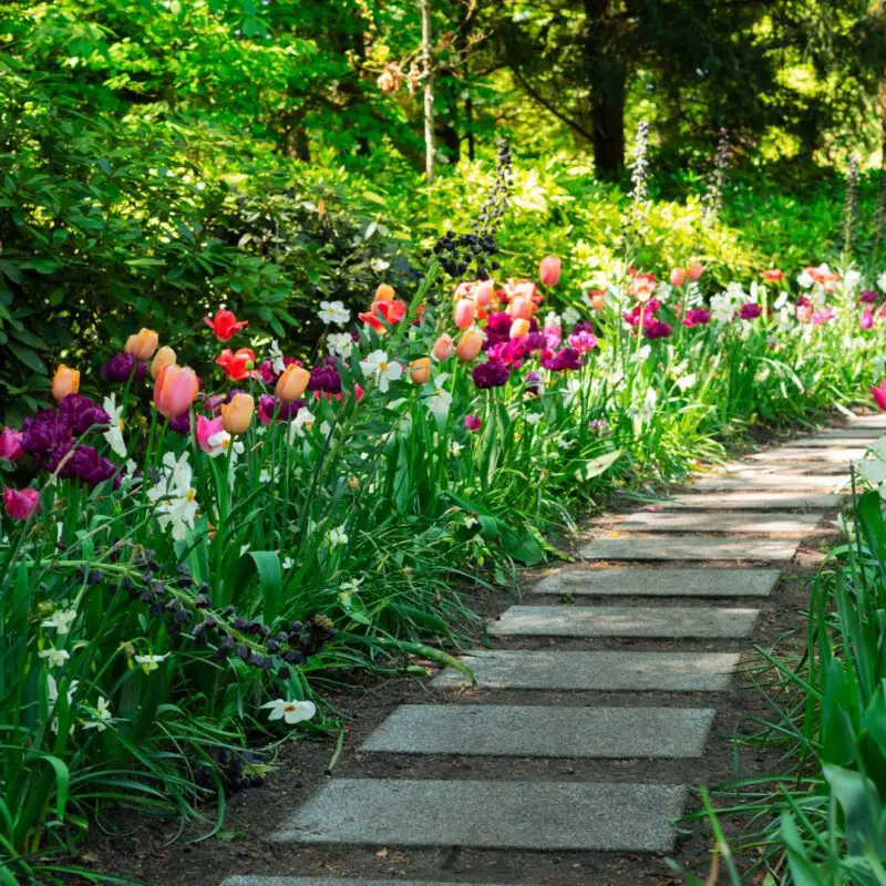 Por qué la flor de un día planta es fascinante para jardineros