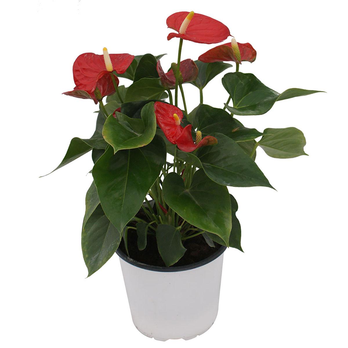 Por qué la planta copa de oro roja es ideal para tu jardín