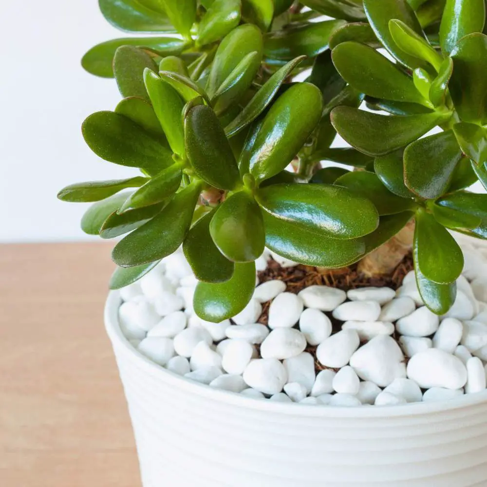 Por qué la planta de jade es esencial en el feng shui y tu hogar