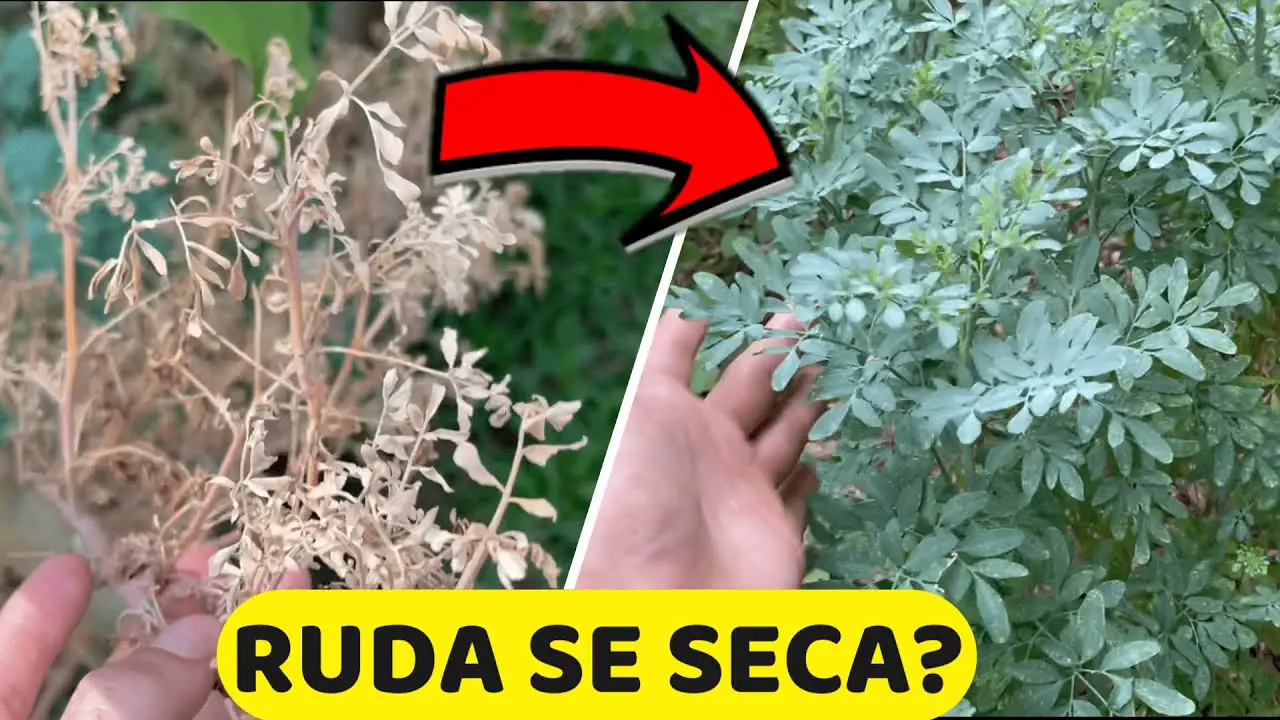 Por qué se seca mi planta de ruda y cómo revivirla