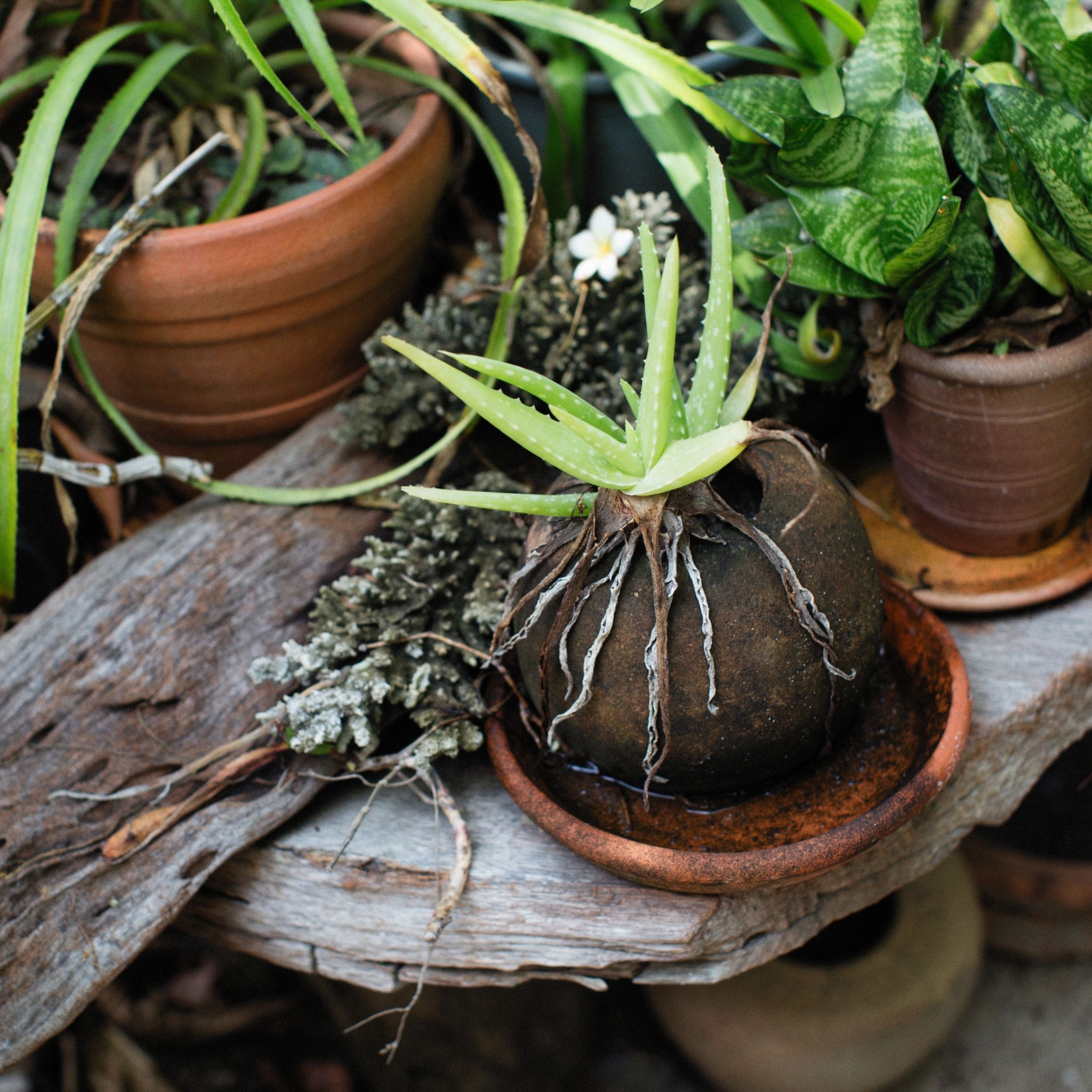 Por qué una planta no florece y cómo solucionarlo eficazmente