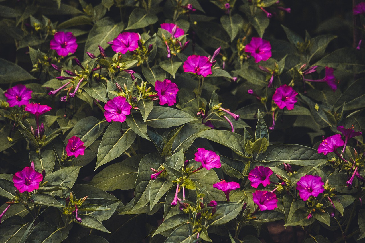 Qué cuidados necesita la planta de día tarde y noche