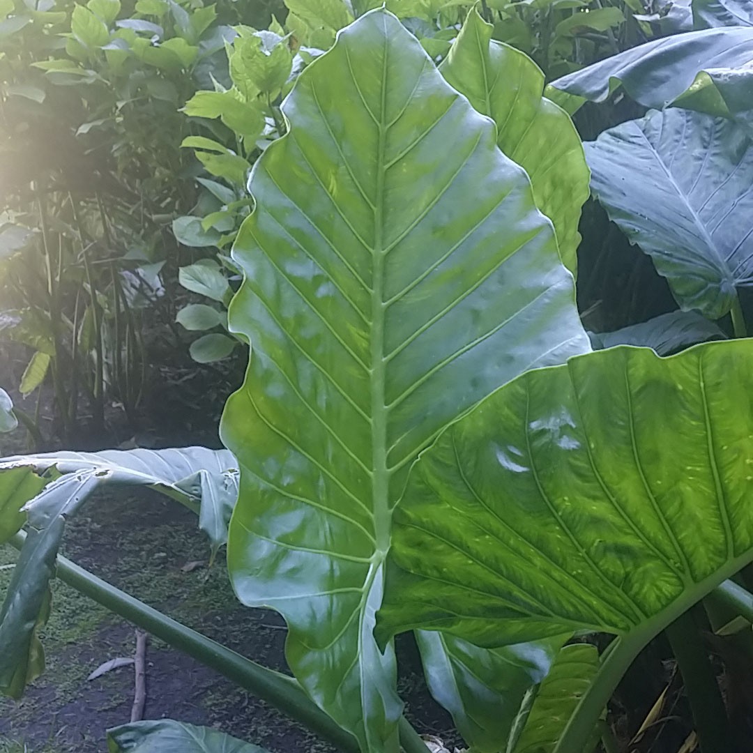 Qué debes saber sobre la planta hoja elegante y su toxicidad