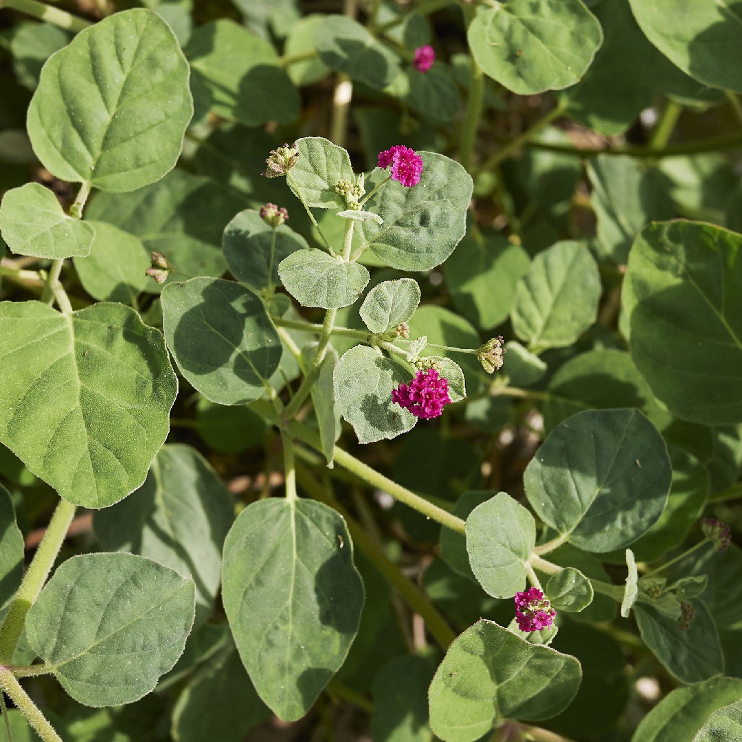 Qué diferencias existen entre la planta de arlomo hembra y macho