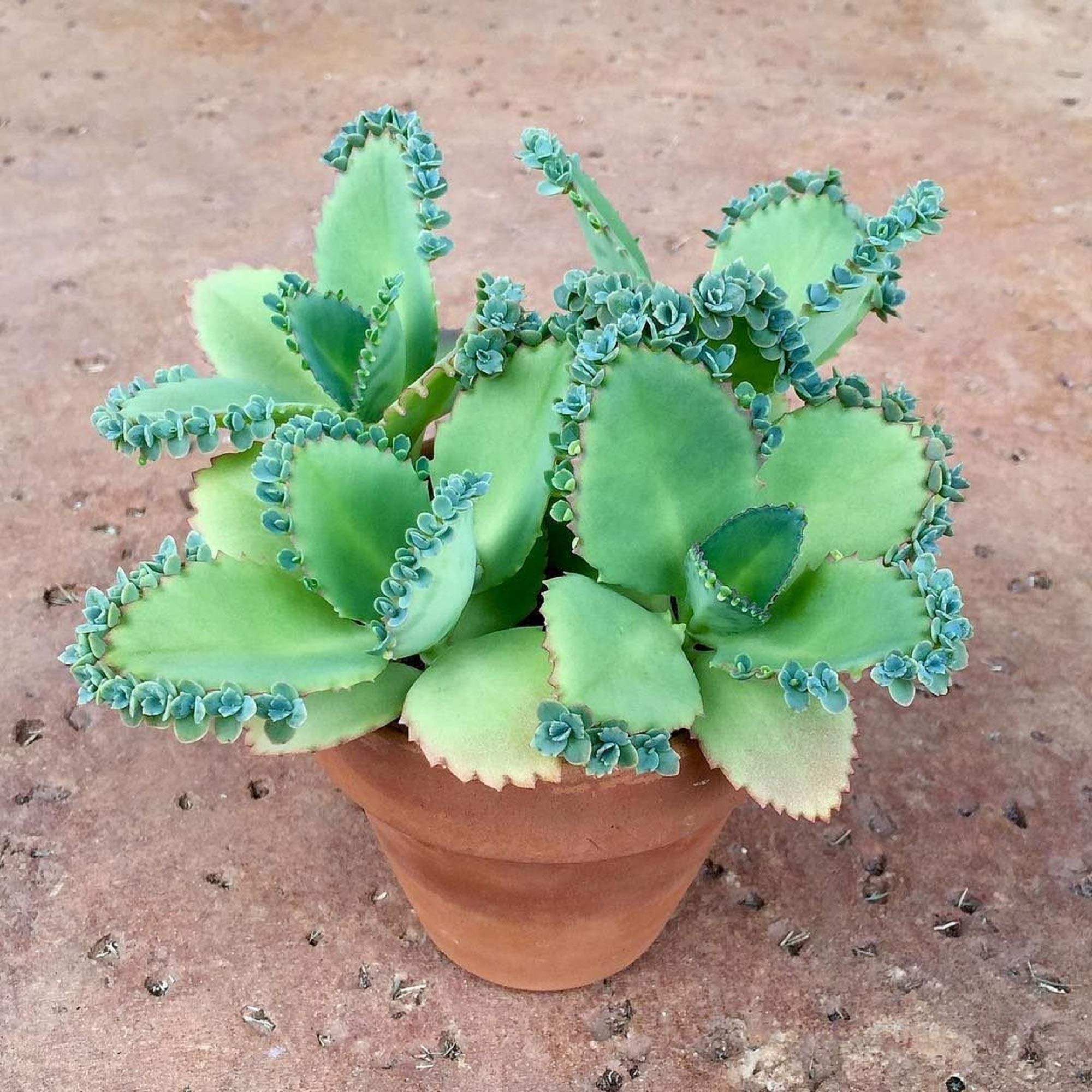 Qué tan tóxica es la planta mala madre para tu hogar