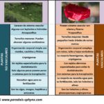 Aclarando las diferencias entre plantas vasculares y no vasculares en el reino vegetal