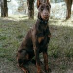 Animales que se parecen a los mapaches y su fascinante diversidad en la naturaleza