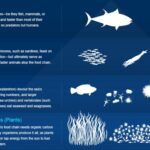 Clasificación de los peces y su importancia en los ecosistemas acuáticos