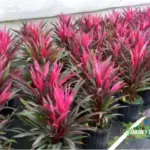 Cómo cuidar adecuadamente la Cordyline fruticosa para un crecimiento saludable
