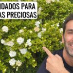 Cómo cuidar adecuadamente las gardenias para que florezcan y crezcan saludablemente