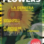 Cómo cuidar adecuadamente las gerberas para un crecimiento saludable y radiante