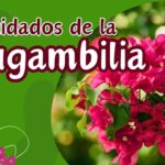 Cómo cuidar la bugambilia en maceta para un crecimiento saludable y vibrante