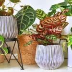 Cómo cuidar las plantas para mantener su salud y belleza en el hogar
