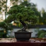 Cómo cuidar un bonsái de pino para mantener su salud y belleza
