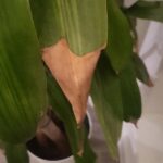 Cómo Identificar el Palo de Brasil Enfermo y Cómo Tratarlo de Manera Efectiva