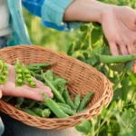 Cómo plantar guisantes de manera efectiva y saludable en tu jardín
