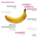 Cómo se dice plátano en inglés y su importancia en la lengua