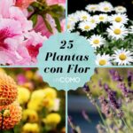 Cómo se llaman las flores y la importancia de conocer sus nombres
