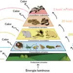 Comprender las Tres Cadenas Alimenticias Que Sostienen Nuestro Ecosistema
