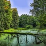 Comprender qué es un pantano y su importancia ecológica en el medio ambiente