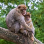 Comprendiendo el Solitario Animal y Su Comportamiento Natural