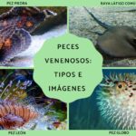 Conocer los Peces Venenosos y su Importancia en el Ecosistema Marino