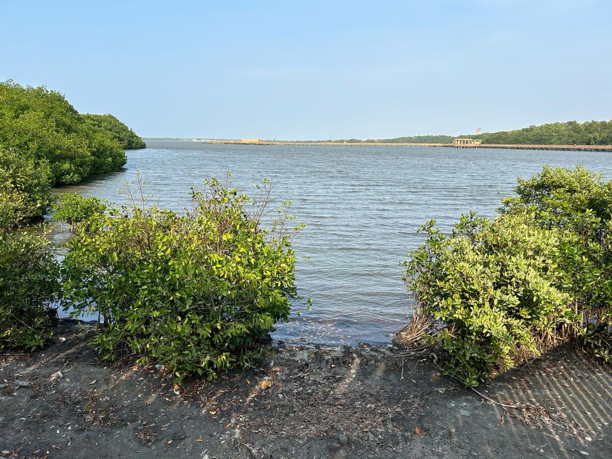 Conociendo qué es una ciénaga y su importancia ecológica