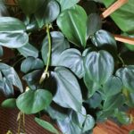 Conozca a fondo el Philodendron hederaceum y su cuidado