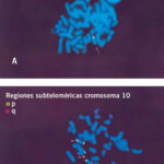 Conozcamos a fondo las partes esenciales del cromosoma en biología