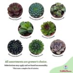 Descubra la belleza y características únicas de la echeveria setosa