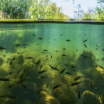 Descubra la Diversidad y el Impacto de los Peces de Río en Nuestros Ecosistemas