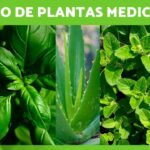 Descubre 20 Nombres de Plantas Que Debes Conocer Para Ampliar Tu Cultura Botánica