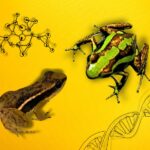 Descubre Cómo Saber Si Una Rana Es Venenosa Con Características Clave