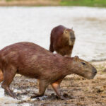 Descubre dónde viven los capibaras y su hábitat natural en el mundo