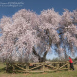 Descubre el enigmático y bello árbol con flores blancas que embellecen paisajes y jardines