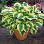 Descubre la Belleza y Diversidad de las Plantas Hosta en el Jardín