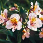 Descubre la belleza y la versatilidad de la Alstroemeria en tu jardín